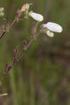 Manyflower beardtongue